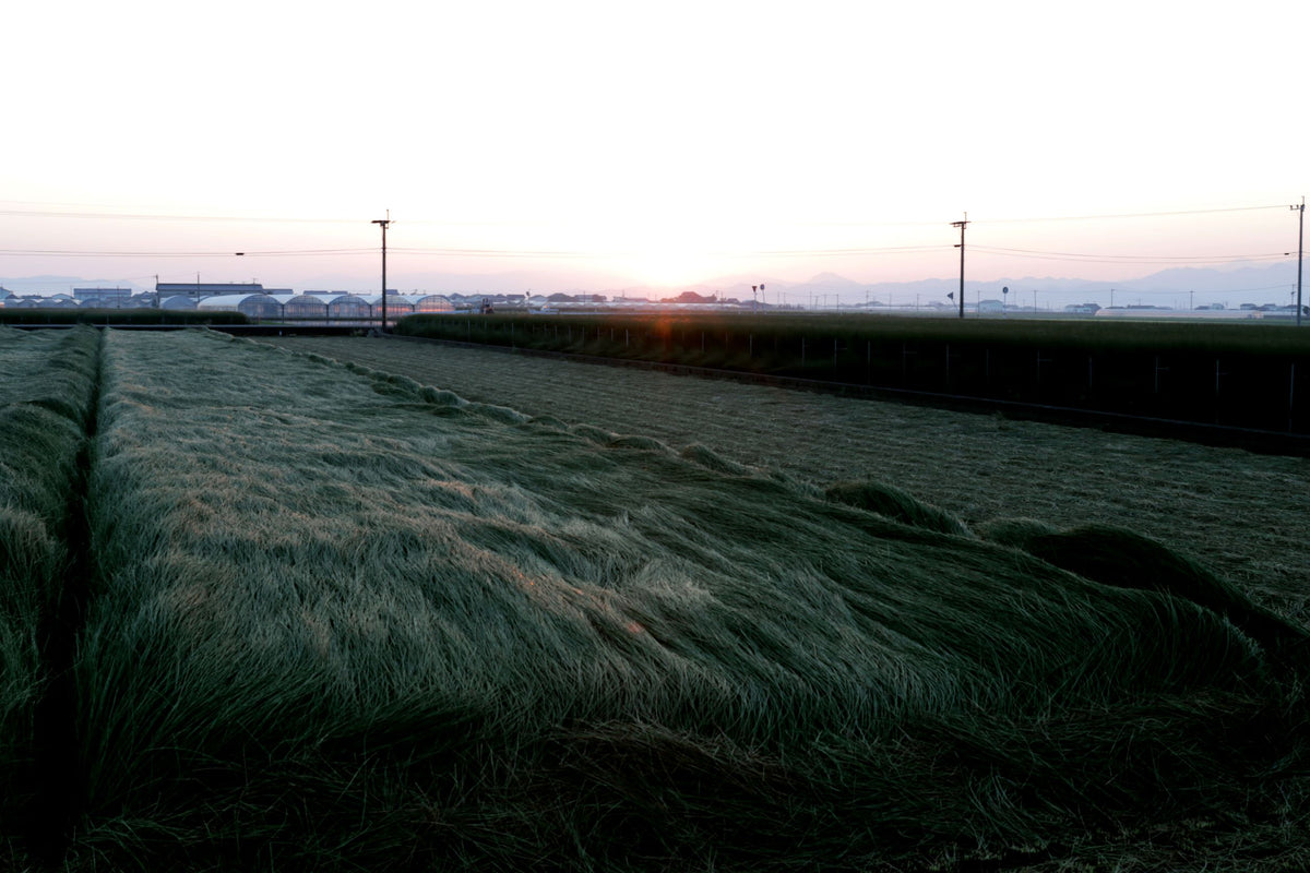 熊本県八代のい草畑（夕景）- Liberato